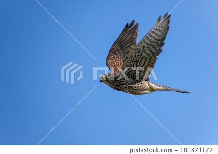 Kestrel female during the breeding season that flies calmly against the blue sky 101371172