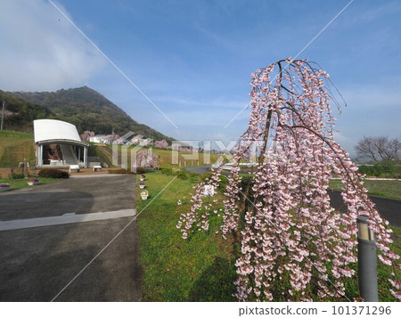 Muneyoshi Kawara no Sato展覽館的垂枝櫻花[香川縣三豐市美濃町] 5 101371296