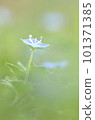 小花 101371385