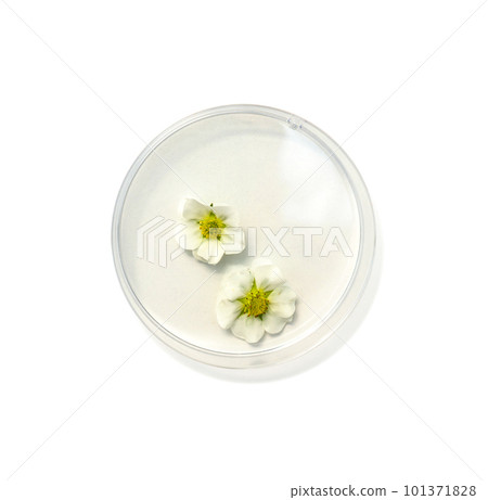 Strawberry flower in petri dish on white laboratory table. Top view Strawberry flower in petri dish on white laboratory table. Top view 101371828