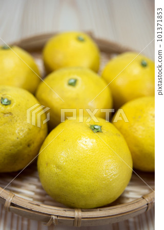 Konatsu mandarin oranges with refreshing sourness and sweetness 101371853