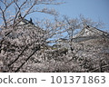 Castle tower surrounded by cherry blossoms 101371863