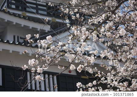 Hamamatsu Castle surrounded by cherry blossoms 101371865