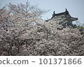 Hamamatsu Castle surrounded by cherry blossoms 101371866