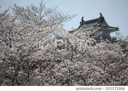 Hamamatsu Castle surrounded by cherry blossoms 101371866