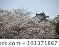 Hamamatsu Castle surrounded by cherry blossoms 101371867