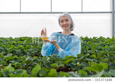 Caucasian female fruit researcher in isolation gown and hairnet holding Erlenmeyer flask with yellow chemical while working in indoor strawberries farm. The concept of growing organic vegetables. Caucasian female fruit researcher in isolation gown and hairnet holding Erlenmeyer flask with yellow chemical while working in indoor strawberries farm. The concept of growing organic vegetables. 101371886