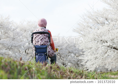 An old woman who enjoys cherry blossom viewing An old woman who enjoys cherry blossom viewing 101372010