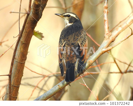 Thrush Thrush 101372242