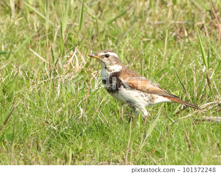 Thrush Thrush 101372248