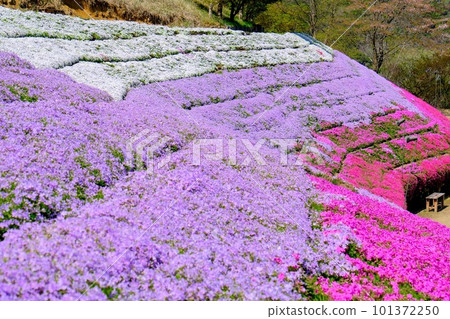 Yamasa 苔蘚福祿考路徑 Yamasa 苔蘚福祿考路徑 101372250