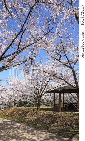 櫻花盛開的城山【香川縣丸龜市中多戶郡萬能町】3 101372317