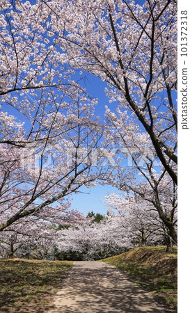 櫻花盛開的城山【香川縣丸龜市中多戶郡萬能町】4 101372318