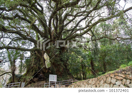 Ikiju no Mikado, Giant Kusunoki Tree, Omishima Island, Ehime Prefecture 101372401