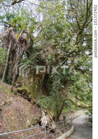 Ikiju no Mikado, Giant Camphor Tree, Omishima Island, Ehime Prefecture 101372402