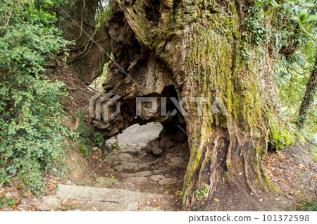 Iki no Mikado, Omishima Island, Ehime Prefecture, a pilgrimage route to Oyamazumi Shrine Okunoin 101372598