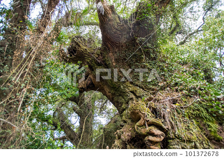 Ikiju no Mikado, Giant Camphor Tree, Omishima Island, Ehime Prefecture Ikiju no Mikado, Giant Camphor Tree, Omishima Island, Ehime Prefecture 101372678