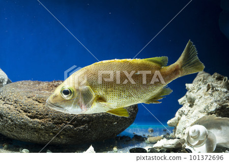 紅鯛魚、紅鯛魚、幼魚、游魚、鹹水魚 101372696