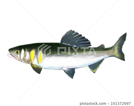 Sweetfish in watercolor 101372697