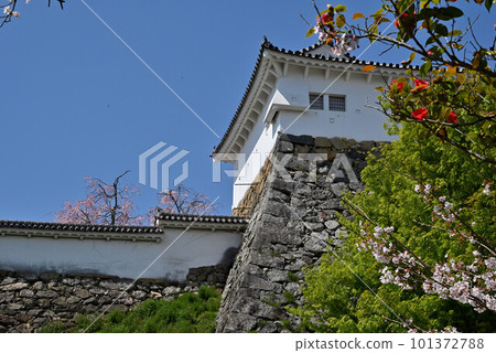 Himeji Castle, cherry blossoms and camellia trees in full bloom Himeji Castle, cherry blossoms and camellia trees in full bloom 101372788