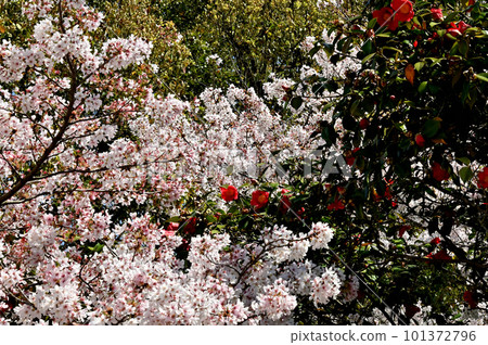 Himeji Castle, cherry blossoms and camellia trees in full bloom Himeji Castle, cherry blossoms and camellia trees in full bloom 101372796
