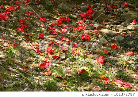 Himeji Castle, cherry blossoms and camellia trees in full bloom Himeji Castle, cherry blossoms and camellia trees in full bloom 101372797