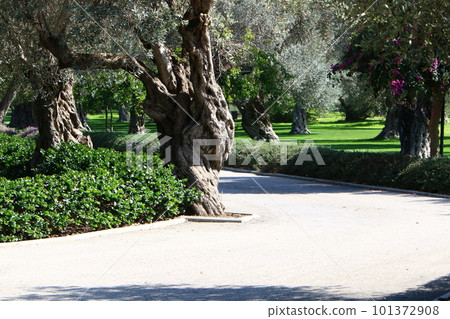 pathway in the park pathway in the park 101372908