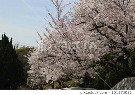 櫻花 101373081