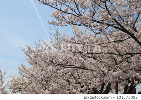 櫻花 101373082