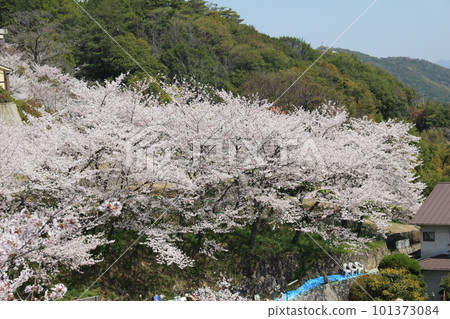 Cherry Blossoms   101373084