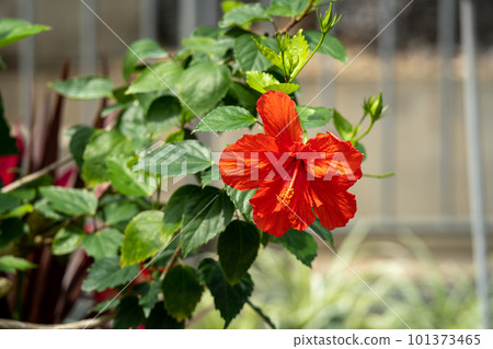 Red hibiscus Red hibiscus 101373465