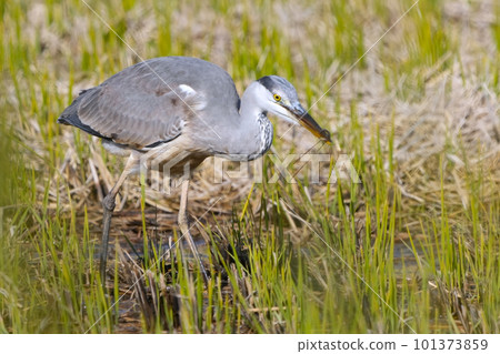 灰鷺 101373859