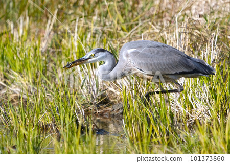 灰鷺 101373860