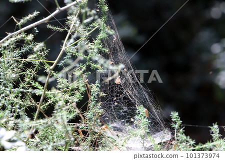 cobwebs on tree leaves 101373974