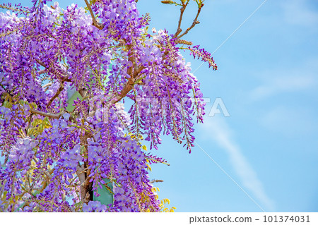 Wisteria flowers shining in the blue sky 101374031