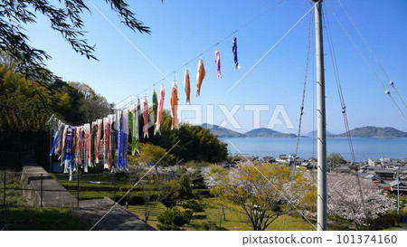 Cherry blossoms and carp streamers at Myojingawa Sabo Park 2023 [Takuma-cho, Mitoyo City, Kagawa Prefecture] 2 101374160