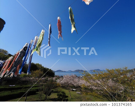 Cherry blossoms and carp streamers at Myojingawa Sabo Park 2023 [Takuma-cho, Mitoyo City, Kagawa Prefecture] 4 101374165