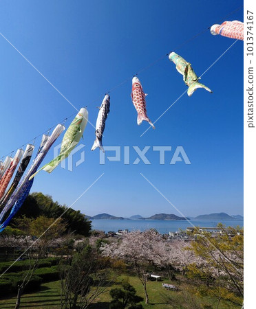 Cherry blossoms and carp streamers at Myojingawa Sabo Park 2023 [Takuma-cho, Mitoyo City, Kagawa Prefecture] 6 101374167
