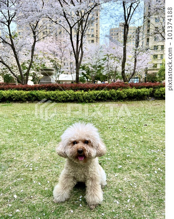 坐在櫻桃樹下的玩具長捲毛狗 坐在櫻桃樹下的玩具長捲毛狗 101374188