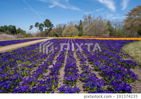 Hills with colorful flowers 101374235