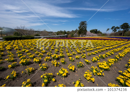 Hills with colorful flowers 101374236