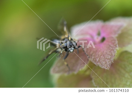 Black sawfly perched on purpurium Black sawfly perched on purpurium 101374310