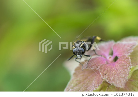 Black sawfly perched on purpurium 101374312