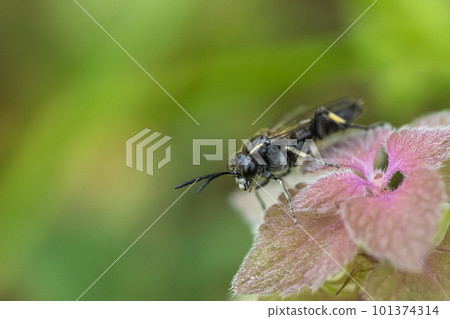 Black sawfly perched on purpurium Black sawfly perched on purpurium 101374314
