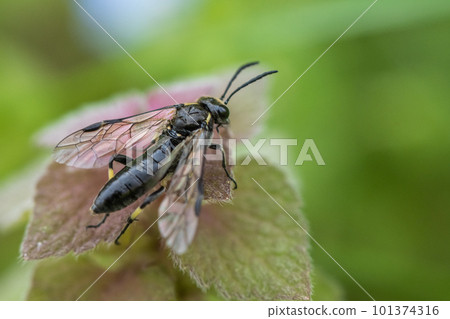 Black sawfly perched on purpurium Black sawfly perched on purpurium 101374316