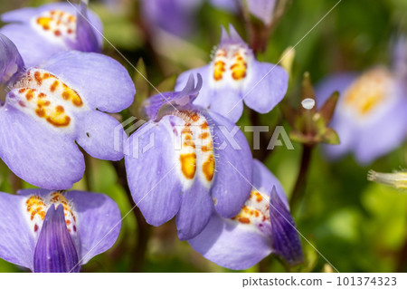 purple moss 101374323