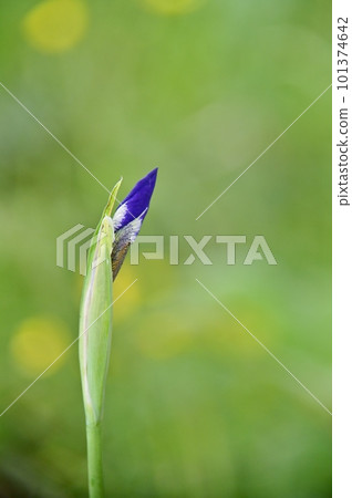 Bud of iris 101374642
