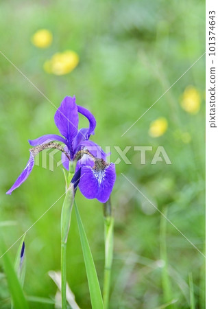 Blue iris flower 101374643