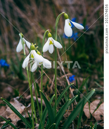 First spring snowdrops in the wild. Flowers of Galanthus 101374656