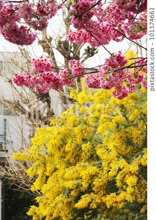 含羞草和神櫻（藏前櫻） 101374661